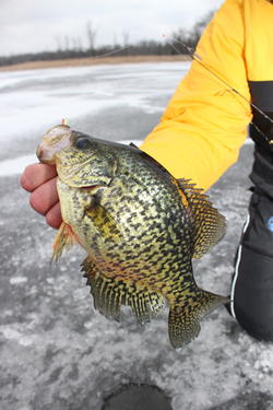 Catch More Crowded ice-crappie.jpg